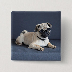Bóton Quadrado 5.08cm Filhote de cachorro no sofá Lounging