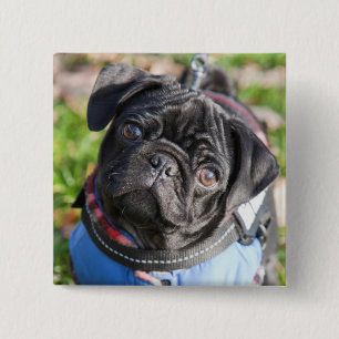 Bóton Quadrado 5.08cm Filhote de cachorro preto do Pug que veste uma