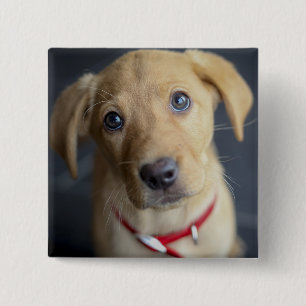 Bóton Quadrado 5.08cm Filhote de cachorro vermelho do Fox Labrador