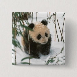 Bóton Quadrado 5.08cm Filhote de panda na neve, Wolong, Sichuan, China