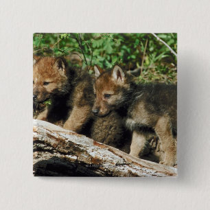 Bóton Quadrado 5.08cm Filhotes de lobo da madeira