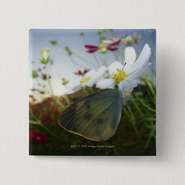Bóton Quadrado 5.08cm Fim-acima da borboleta na flor (Frente)