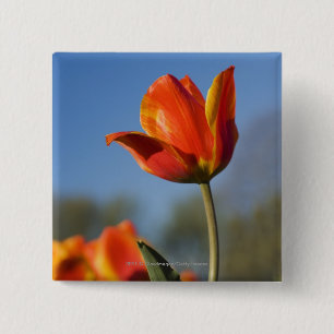 Bóton Quadrado 5.08cm Fim-acima de flores da tulipa