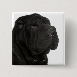 Bóton Quadrado 5.08cm Fim-acima de Shar Pei (bebê de um ano)