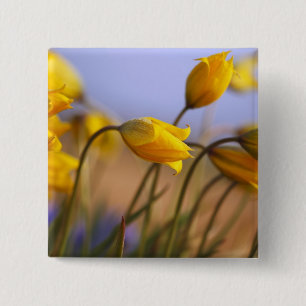 Bóton Quadrado 5.08cm Fim-acima dos daffodils