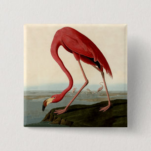 Bóton Quadrado 5.08cm Flamingo Americano de Audubon