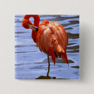 Bóton Quadrado 5.08cm Flamingo em uma perna na água