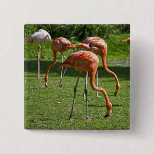 Bóton Quadrado 5.08cm Flamingos
