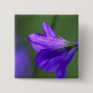 Bóton Quadrado 5.08cm Flor de bluebell em Independence Pass em
