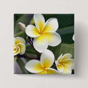 Bóton Quadrado 5.08cm flor de frangipani Ilhas Cook