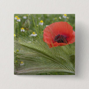 Bóton Quadrado 5.08cm Flor de papoula vermelha, Toscana, Itália