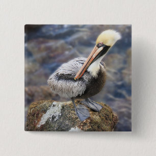 Bóton Quadrado 5.08cm Flórida Brown Pelican em pé no Jetty Rock