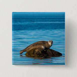 Bóton Quadrado 5.08cm Foca-do-Atlântico