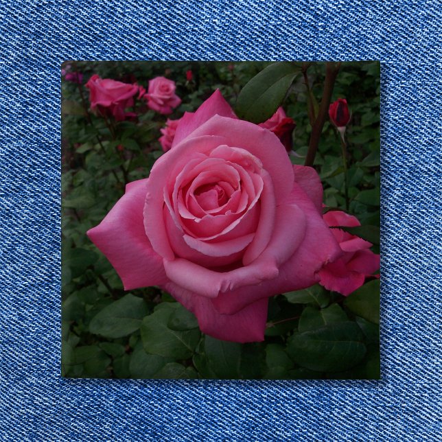Bóton Quadrado 5.08cm Foto de Rosa Rosa (Pink Rose Button)