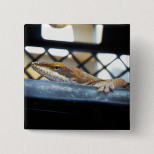 Bóton Quadrado 5.08cm Foto de Sunning Green Anole Lizard