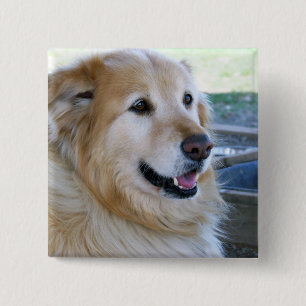 Bóton Quadrado 5.08cm Foto do golden retriever