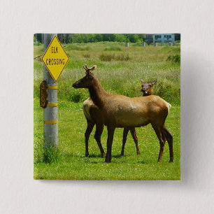 Bóton Quadrado 5.08cm Fotografia de Elk Crossing California Willife
