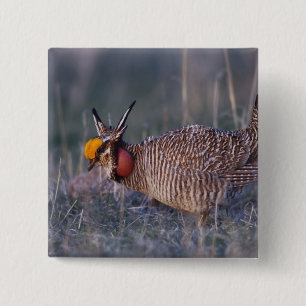 Bóton Quadrado 5.08cm Frango-da-pradaria-pequeno, Tympanuchus