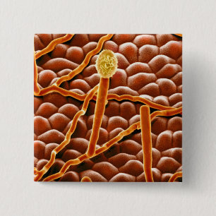 Bóton Quadrado 5.08cm Fungo do oídio pulverulento na poinsétia