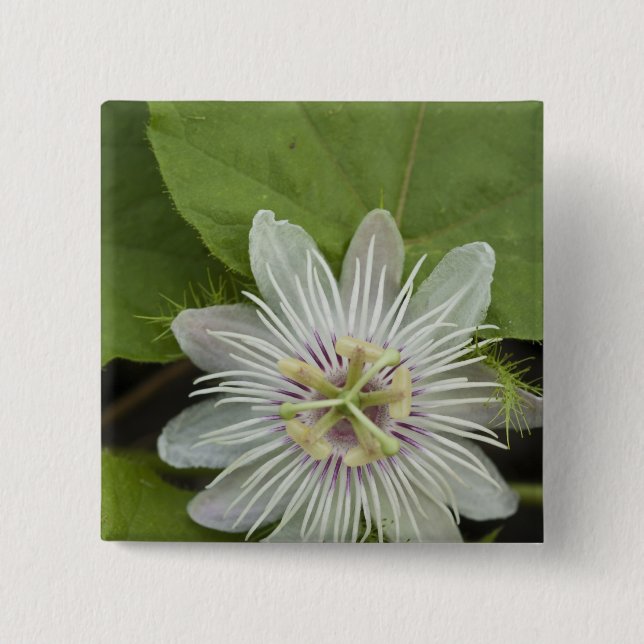 Bóton Quadrado 5.08cm Galápagos Flor Passiflora foetida (Frente)