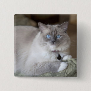 Bóton Quadrado 5.08cm Gata Ragdoll Fêmea