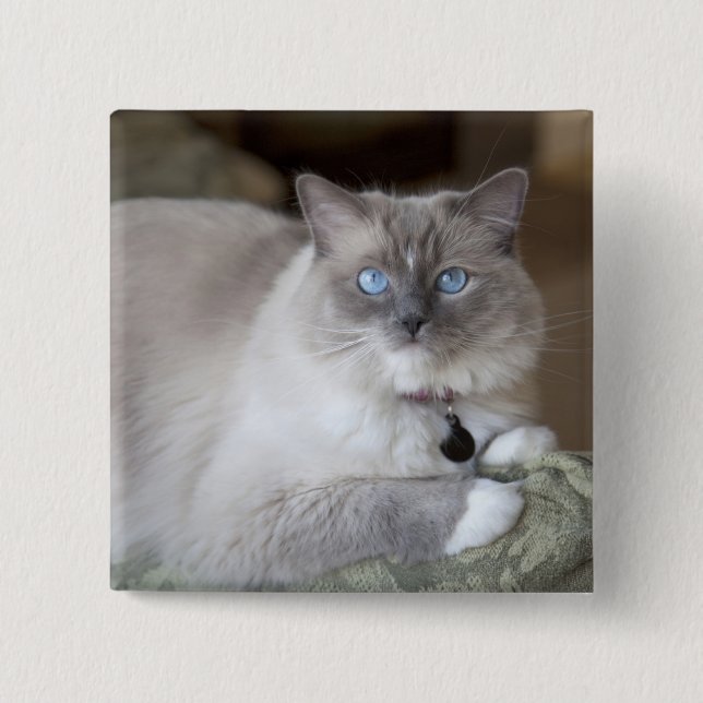 Bóton Quadrado 5.08cm Gata Ragdoll Fêmea (Frente)