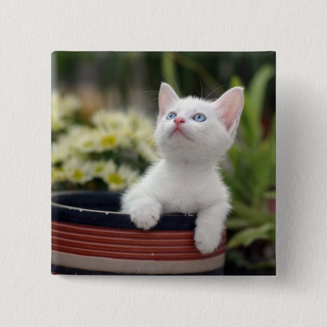 Bóton Quadrado 5.08cm Gatinho branco turco (Frente)