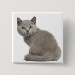 Bóton Quadrado 5.08cm Gatinho britânico de Shorthair 10 semanas velho
