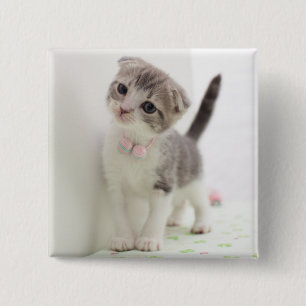 Bóton Quadrado 5.08cm Gatinho da dobra do Scottish