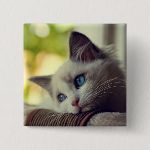 Bóton Quadrado 5.08cm Gatinho de Ragdoll