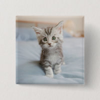 Gatinho do racum de Maine