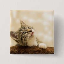 Gatinho Fofo com uma Pata Estimulada