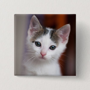 Bóton Quadrado 5.08cm Gatinho manchado branco