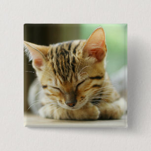 Bóton Quadrado 5.08cm Gatinho pequeno do bebê do sono