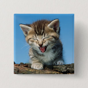Bóton Quadrado 5.08cm Gatinho pequeno em uma árvore