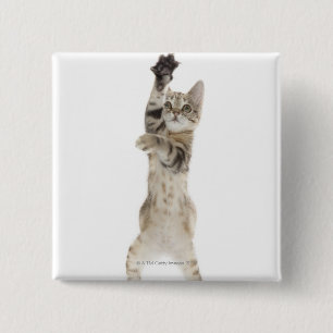 Bóton Quadrado 5.08cm Gatinho que está nas patas traseiras