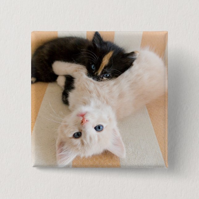 Bóton Quadrado 5.08cm Gatinhos brancos e pretos (Frente)