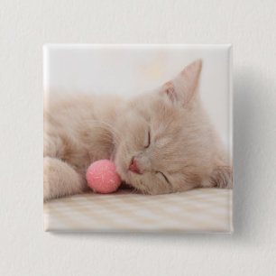 Bóton Quadrado 5.08cm Gato britânico de Shorthair