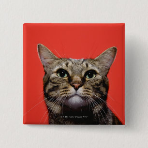 Bóton Quadrado 5.08cm Gato japonês que olha acima