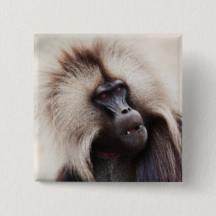 Bóton Quadrado 5.08cm Gelada Baboon, Ethiopia