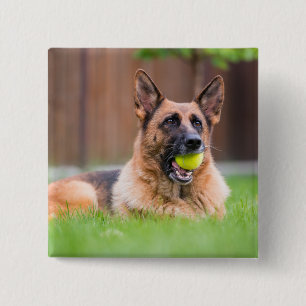 Bóton Quadrado 5.08cm German shepherd Com Bola De Tênis