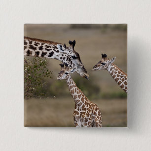 Bóton Quadrado 5.08cm Girafa Masai (Giraffa tippelskirchi)