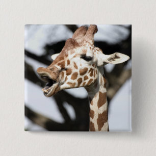 Bóton Quadrado 5.08cm Girafa reticulada de cara engraçada, São Francisco