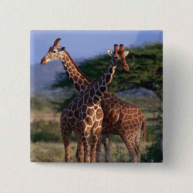 Bóton Quadrado 5.08cm Girafas majestosos (Frente)