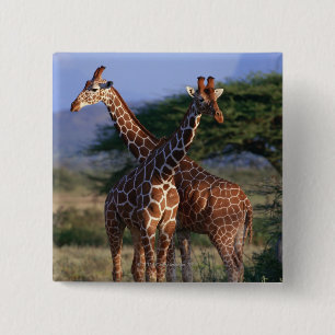 Bóton Quadrado 5.08cm Girafas majestosos