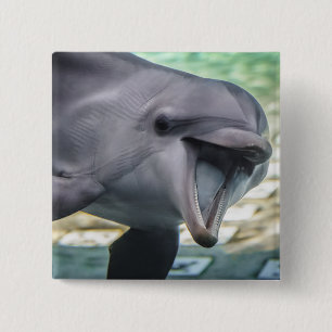 Bóton Quadrado 5.08cm Golfinho das imagens   de Getty