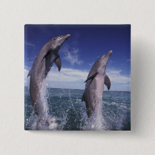 Bóton Quadrado 5.08cm golfinho-roaz do Caribe, Tursiops