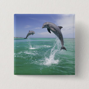 Bóton Quadrado 5.08cm Golfinhos-nariz-de-garrafa Tursiops truncatus