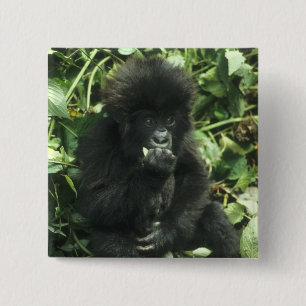 Bóton Quadrado 5.08cm Gorila da Montanha, (Gorilla gorilla beringei),
