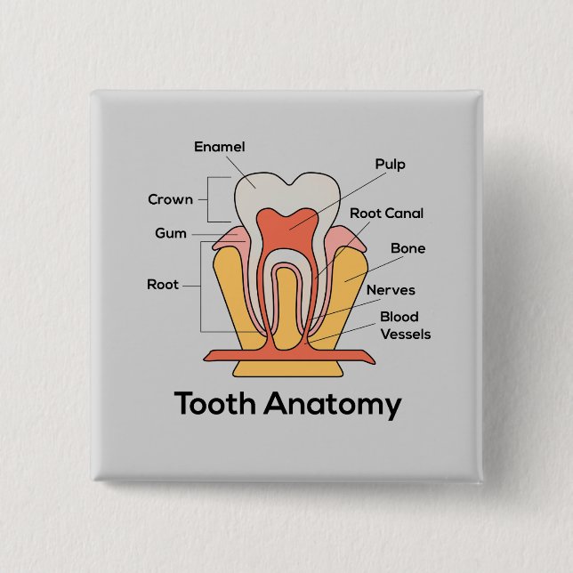 Bóton Quadrado 5.08cm Gráfico de Anatomia dos Dentes (Frente)
